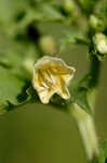 Cutleaf groundcherry